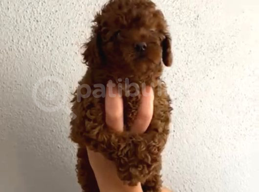 Aşılı Kg Irk Ve Sağlık Garantili Orjinal Kore Toy Poodle görsel