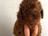 Aşılı Kg Irk Ve Sağlık Garantili Orjinal Kore Toy Poodle
