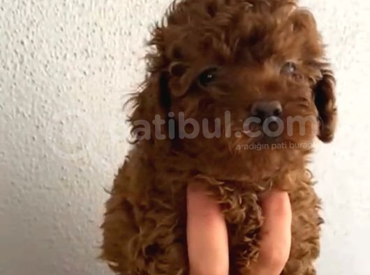 Aşılı Kg Irk Ve Sağlık Garantili Orjinal Kore Toy Poodle görsel
