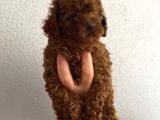 Aşılı Kg Irk ve sağlık garantili orjinal kore toy poodle
