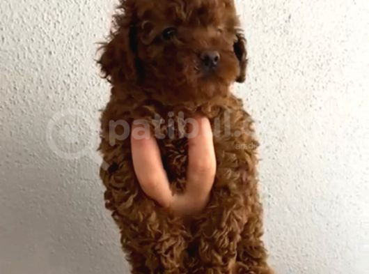 Aşılı Kg Irk Ve Sağlık Garantili Orjinal Kore Toy Poodle