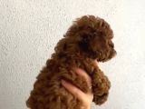 Aşılı Kg Irk Ve Sağlık Garantili Orjinal Kore Toy Poodle