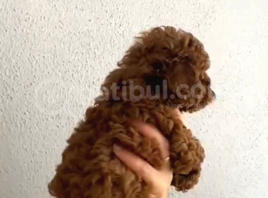 Aşılı Kg Irk Ve Sağlık Garantili Orjinal Kore Toy Poodle görsel