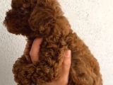 Aşılı Kg Irk Ve Sağlık Garantili Orjinal Kore Toy Poodle