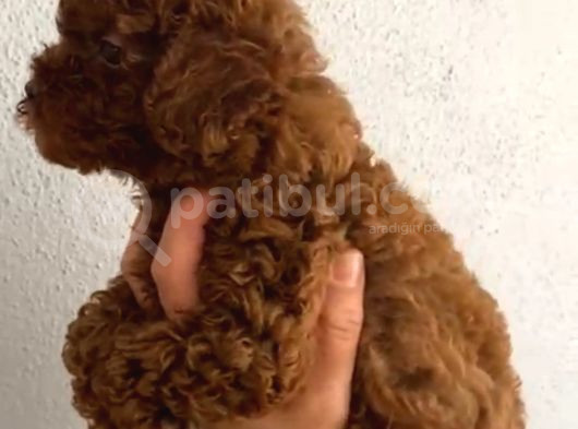Aşılı Kg Irk Ve Sağlık Garantili Orjinal Kore Toy Poodle görsel