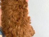 Anne Altından Kilo Ve Sağlık Garantili Orjinal Toy Poodle