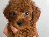 Anne Altından kilo ve sağlık garantili orjinal toy poodle