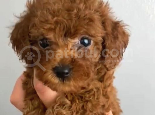 Anne Altından Kilo Ve Sağlık Garantili Orjinal Toy Poodle