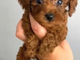 Anne Altından Kilo Ve Sağlık Garantili Orjinal Toy Poodle