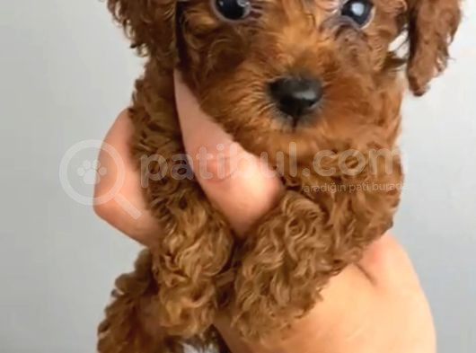Anne Altından Kilo Ve Sağlık Garantili Orjinal Toy Poodle görsel