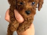 Anne Altından Kilo Ve Sağlık Garantili Orjinal Toy Poodle