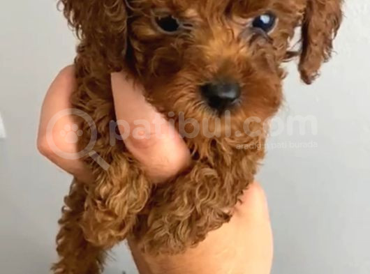 Anne Altından Kilo Ve Sağlık Garantili Orjinal Toy Poodle görsel