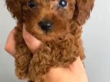 Anne Altından Kilo Ve Sağlık Garantili Orjinal Toy Poodle
