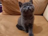 A KALİTE BRİTİSH SHORTHAİR BEBEKLER