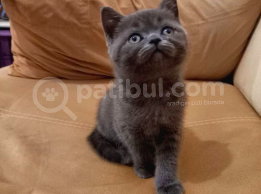 A Kali̇te Bri̇ti̇sh Shorthai̇r Bebekler
