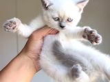 British Shorthair Bebekler