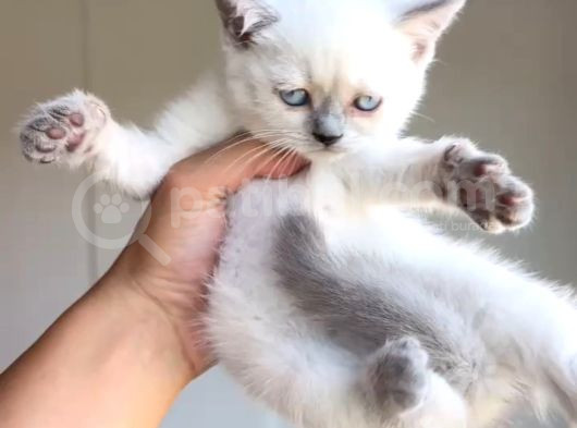 British Shorthair Bebekler görsel