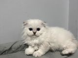 Scotish Fold Yavru Kedi