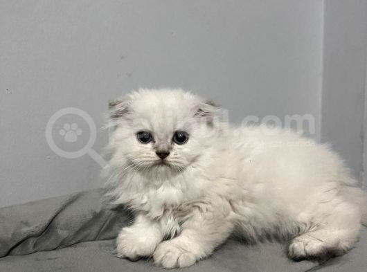 Scotish Fold Yavru Kedi görsel