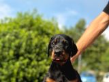 Üst Kalite Doberman Yavrularım