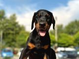üst kalite doberman yavrularım