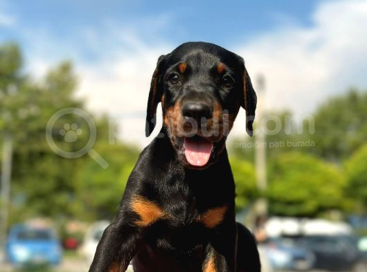 Üst Kalite Doberman Yavrularım