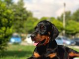 Üst Kalite Doberman Yavrularım