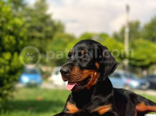Üst Kalite Doberman Yavrularım görsel