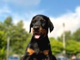 Üst Kalite Doberman Yavrularım
