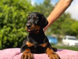 Üst Kalite Doberman Yavrularım