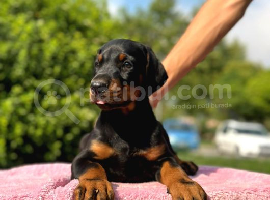 Üst Kalite Doberman Yavrularım görsel
