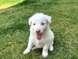 Duyma Engelli Border Collie