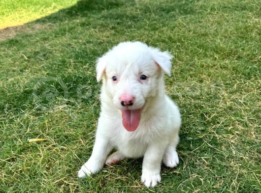 Duyma Engelli Border Collie