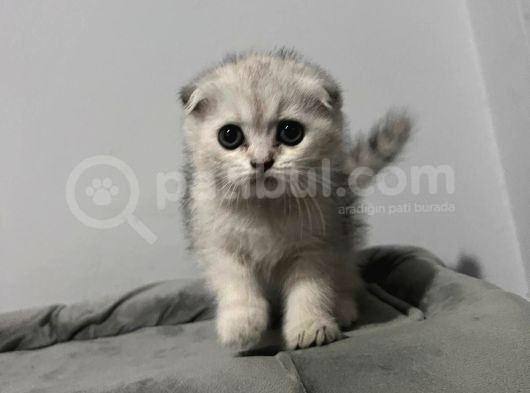Scotish Fold Yavru Kedi