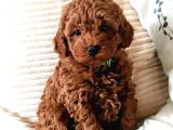 Kıpkırmızı Red tooy poodle sevimli yavrular 