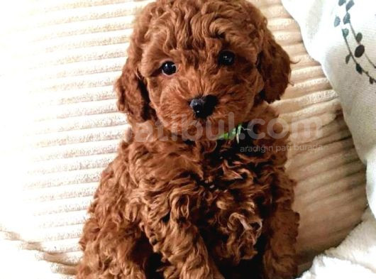 Kıpkırmızı Red Tooy Poodle Sevimli Yavrular 