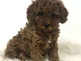 Kıpkırmızı Red Tooy Poodle Sevimli Yavrular 