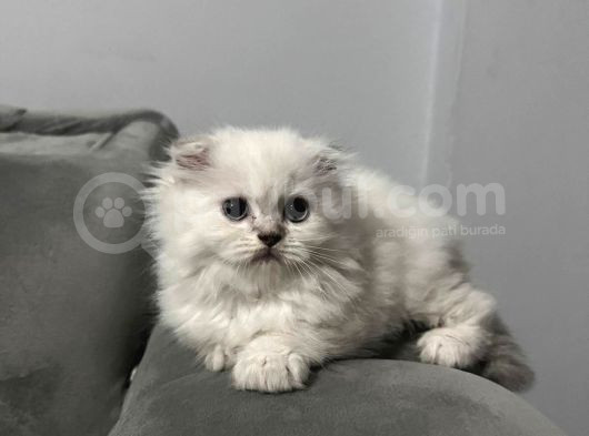 Scotish Fold Yavru Kedi görsel