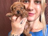 Toy Poodle Yavrular