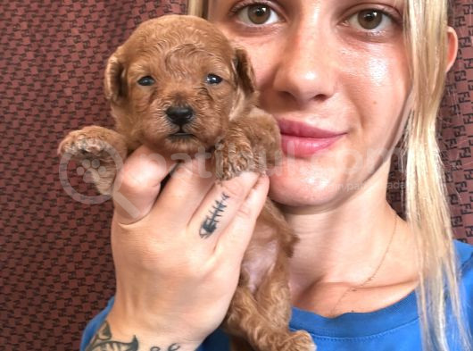 Toy Poodle Yavrular görsel