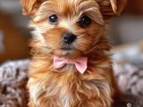 Maltipo Cinsi Yavrular Kahve Tonlu Mini Boy Puppy 