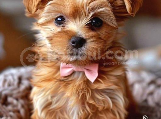 Maltipo Cinsi Yavrular Kahve Tonlu Mini Boy Puppy  görsel