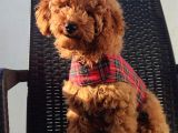 Redbrown Toy Poodle Yavruları - Irk Ve Soy Garantili