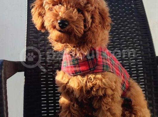 Redbrown Toy Poodle Yavruları - Irk Ve Soy Garantili görsel