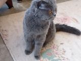 Sevgi Yumağı Scottish fold Düşük kulak