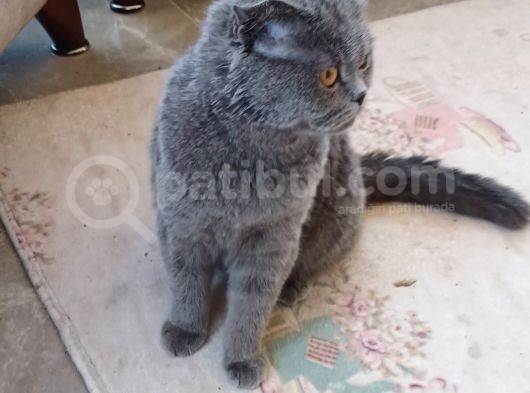 Sevgi Yumağı Scottish Fold Düşük Kulak