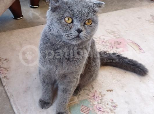 Sevgi Yumağı Scottish Fold Düşük Kulak görsel
