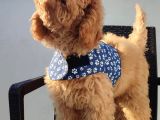 Redbrown Toy Poodle Yavruları - Irk Ve Soy Garantili