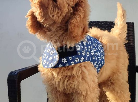 Redbrown Toy Poodle Yavruları - Irk Ve Soy Garantili görsel