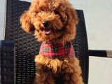 Redbrown Toy Poodle Yavruları - Irk Ve Soy Garantili